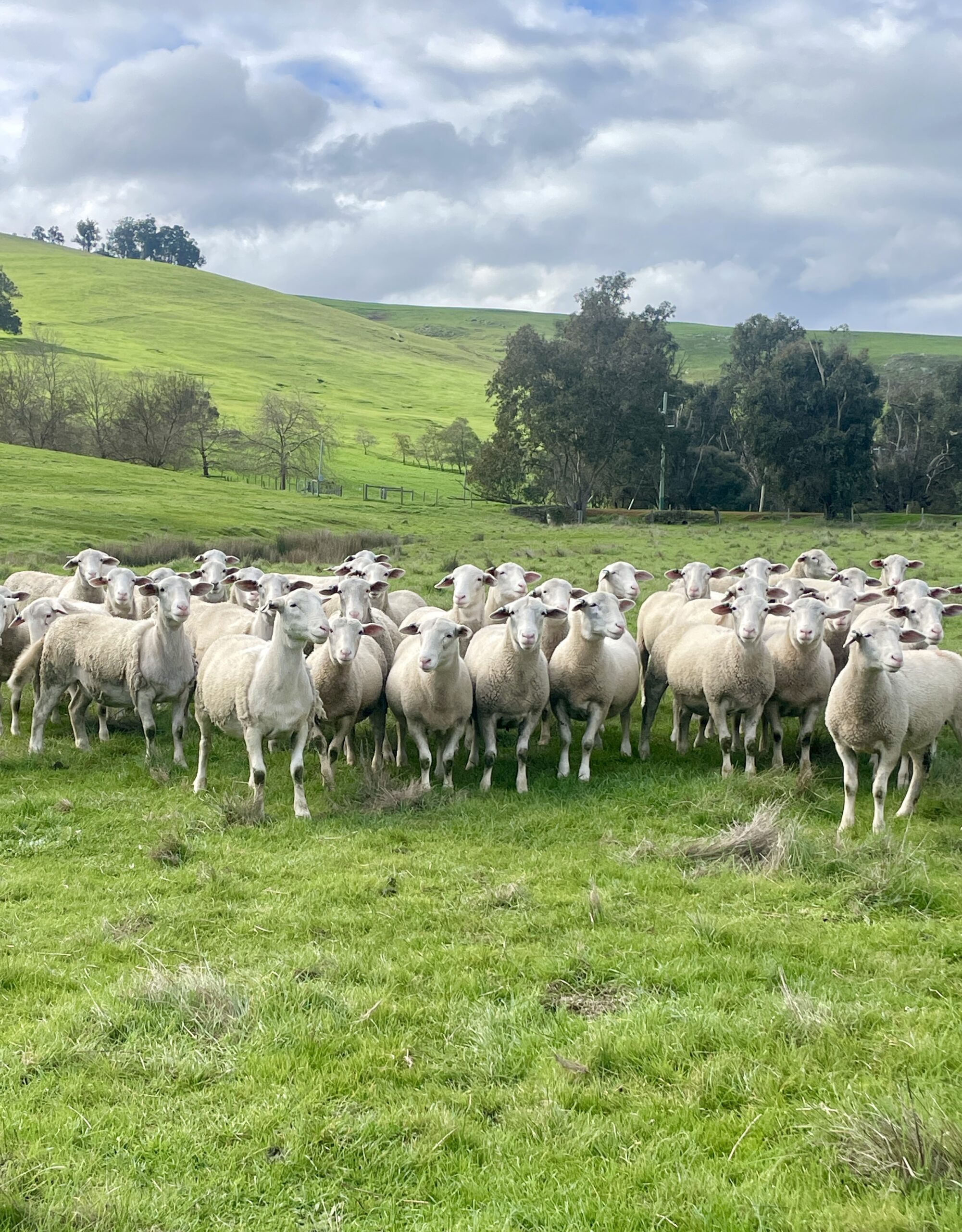 Ewe lambs deb Ewe lambs deb