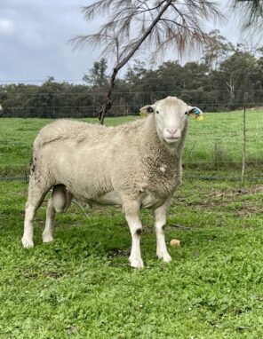Ram 5134 Ram 5134