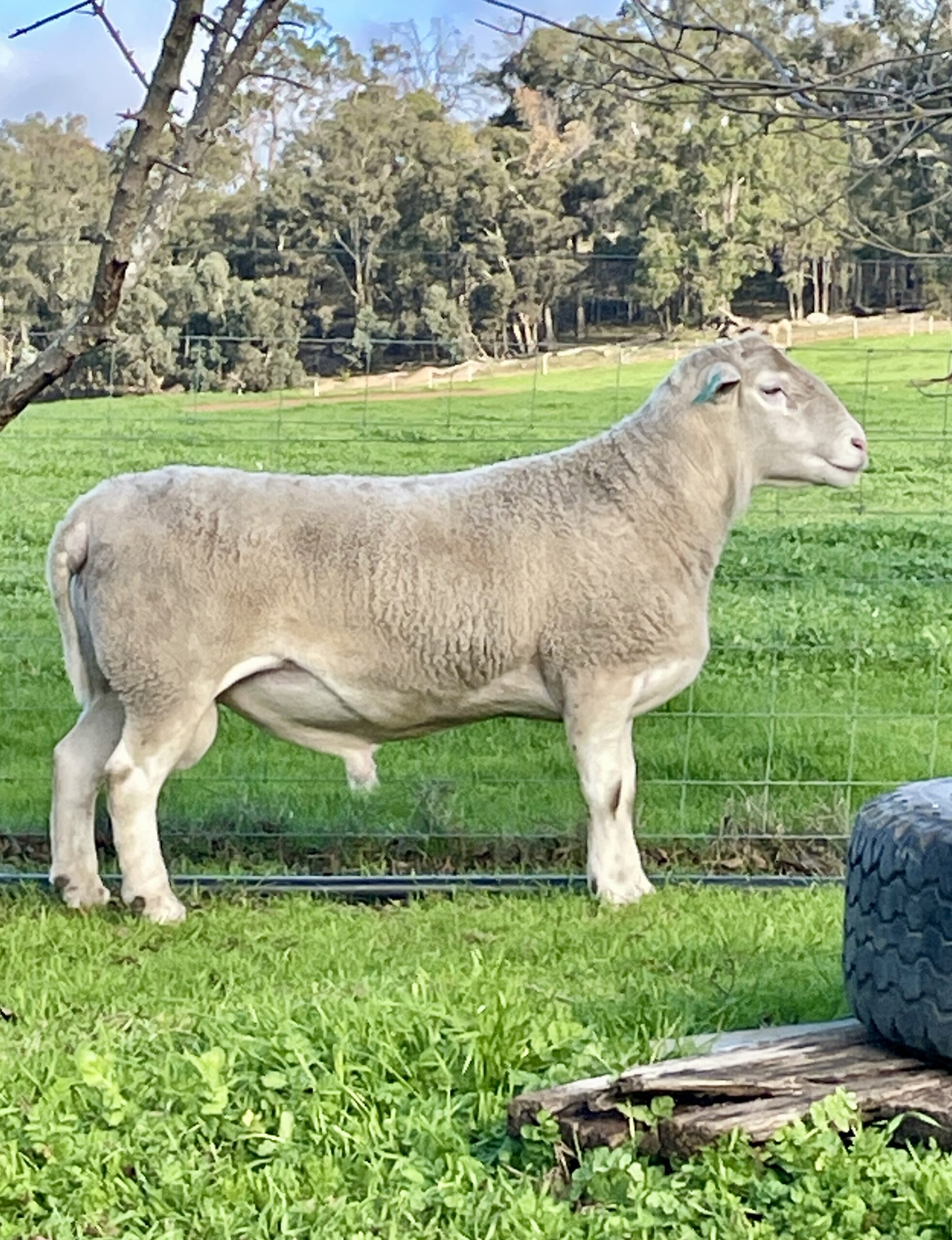 Ram 7340 Ram 7340