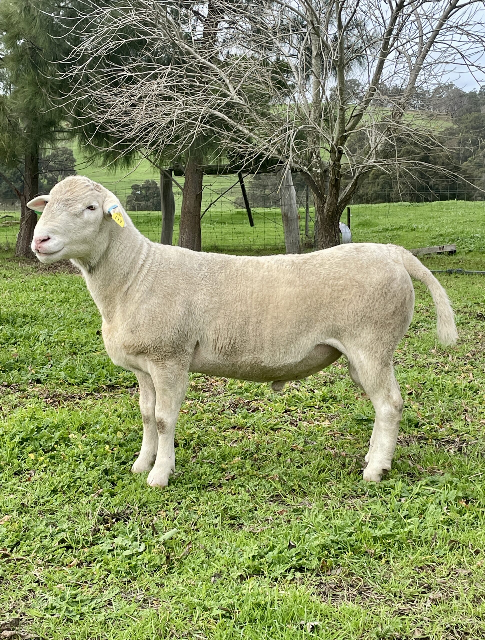 Ram 8208 Ram 8208